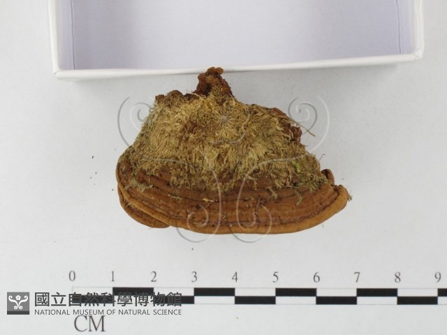 木層孔菌屬藏品圖，第4張