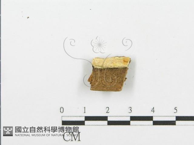 登錄號:F0006087藏品圖，第4張