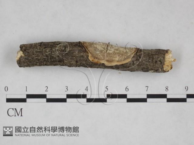 刺皮菌屬藏品圖，第4張