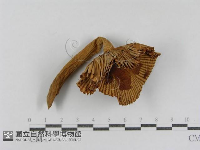 登錄號:F0008387藏品圖，第4張