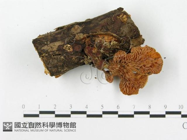 登錄號:F0016387藏品圖，第4張