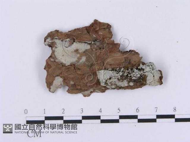 登錄號:F0001387藏品圖，第4張