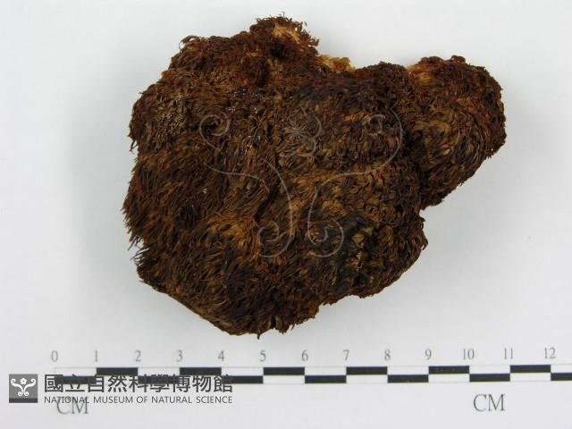 登錄號:F0004387藏品圖，第4張