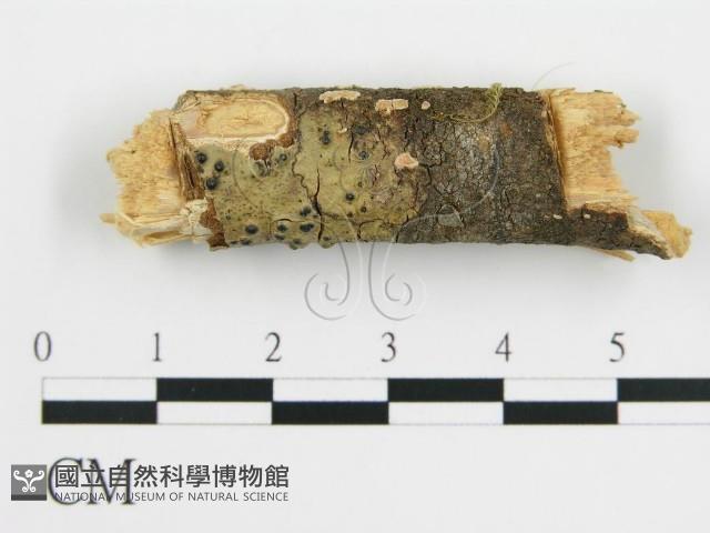 登錄號:F0001205藏品圖，第4張