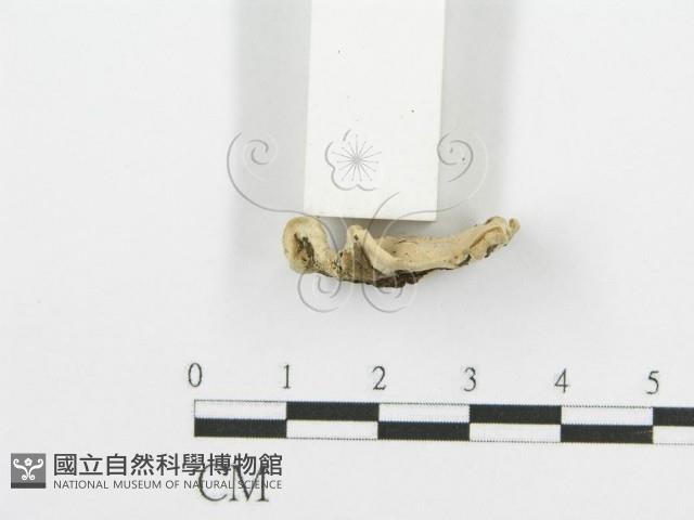 登錄號:F0009405藏品圖，第4張