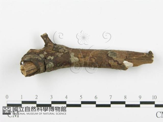 登錄號:F0005105藏品圖，第4張