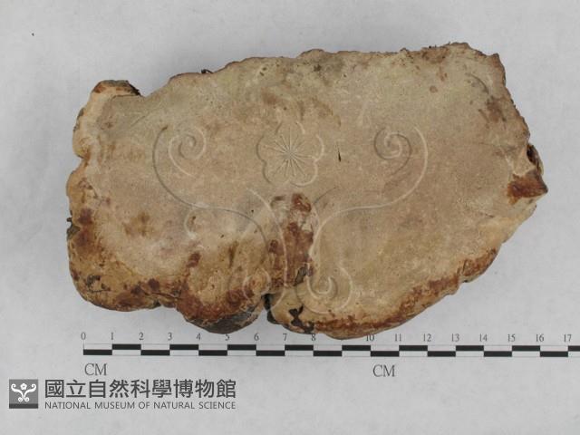 登錄號:F0003105藏品圖，第5張