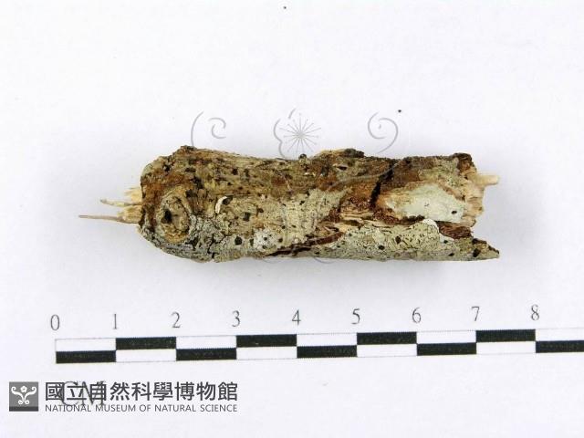 射脈菌屬藏品圖，第4張