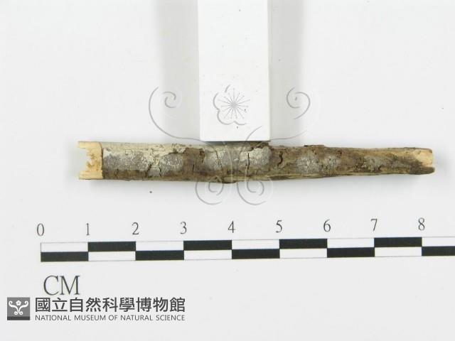 登錄號:F0009305藏品圖，第4張