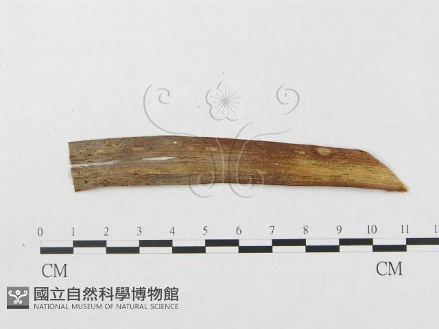 登錄號:F0019305藏品圖，第4張