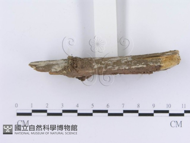 登錄號:F0004115藏品圖，第4張