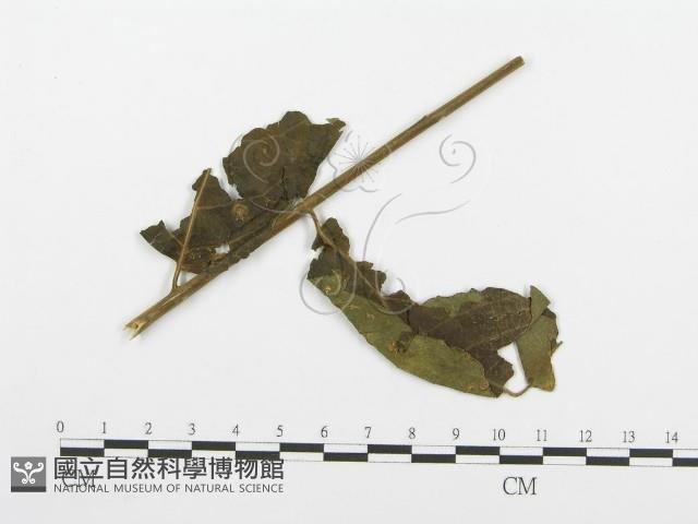 登錄號:F0018895藏品圖，第4張