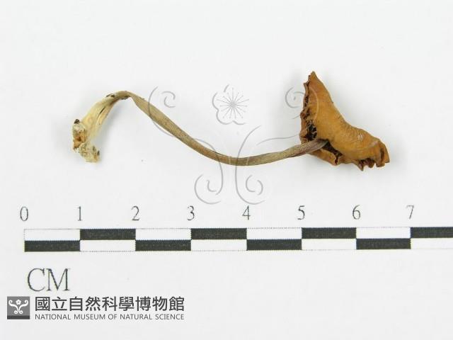 登錄號:F0004895藏品圖，第4張