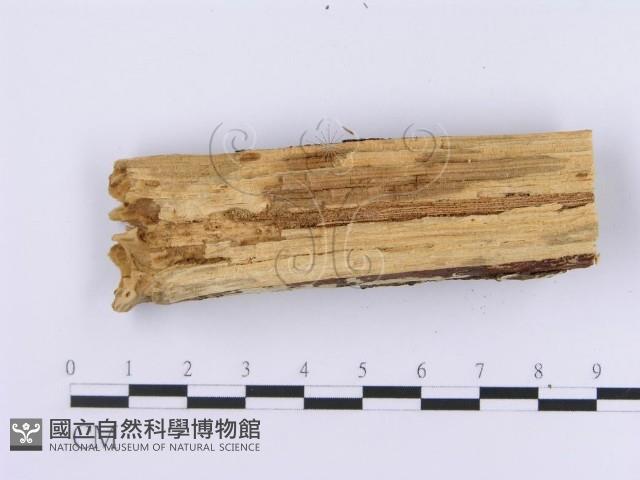 登錄號:F0002995藏品圖，第4張