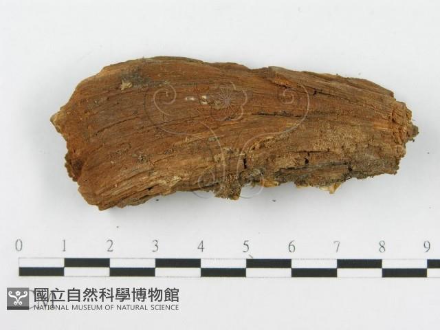 登錄號:F0009995藏品圖，第4張