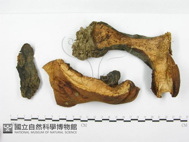 登錄號:F0020495藏品圖，第4張
