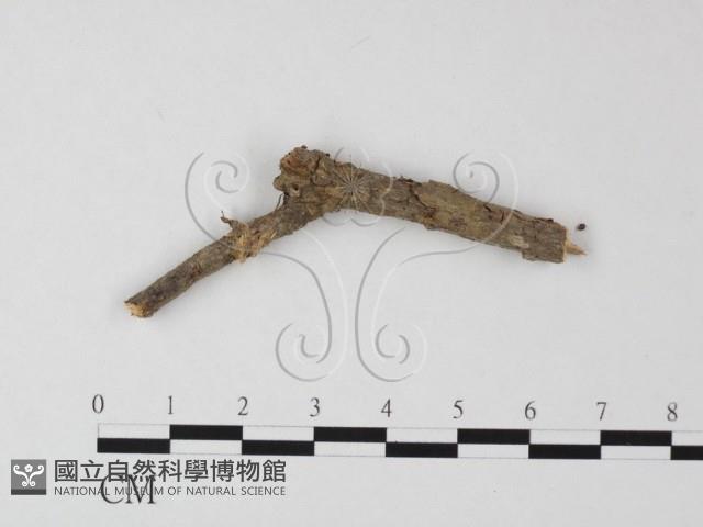 登錄號:F0000495藏品圖，第1張