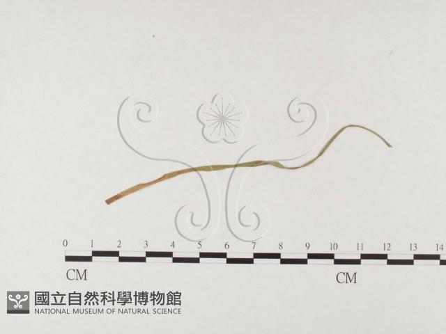 登錄號:F0026495藏品圖，第4張