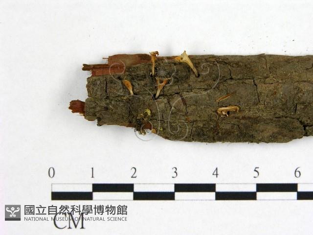 登錄號:F0001495藏品圖，第4張