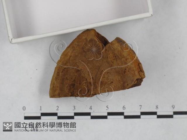 桑黃藏品圖，第4張