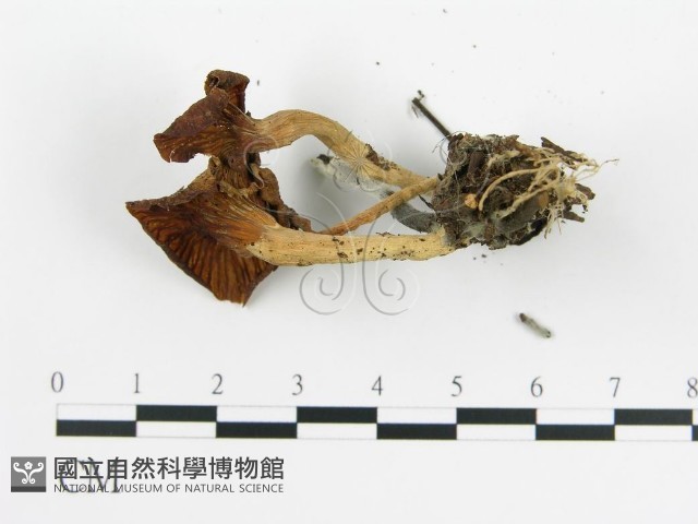 雞油菌屬藏品圖，第4張