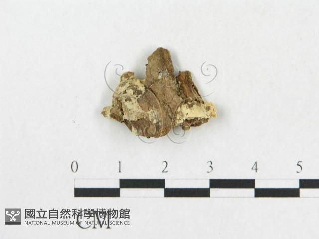 登錄號:F0017595藏品圖，第4張