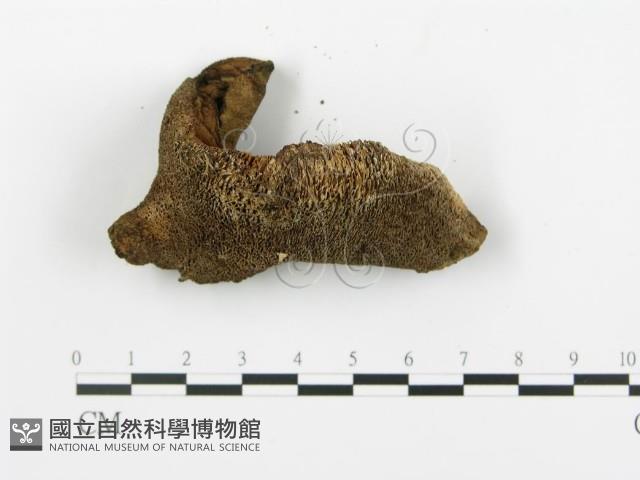 登錄號:F0008195藏品圖，第4張