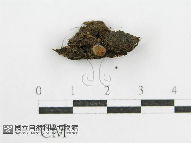 鬼傘屬藏品圖，第4張