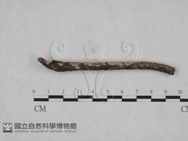 顯絲菌屬藏品圖，第4張
