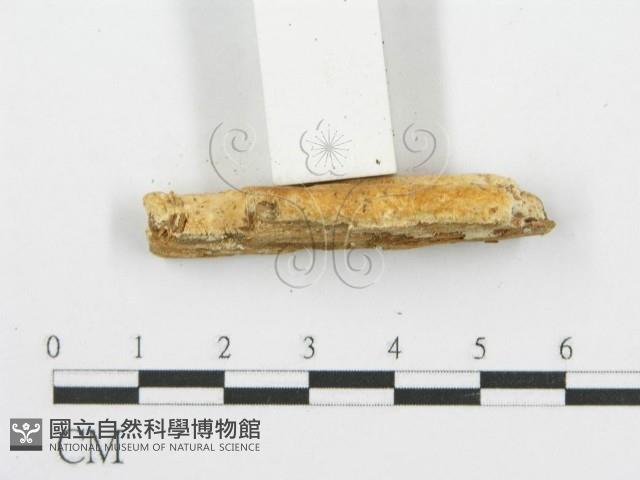 登錄號:F0006095藏品圖，第4張