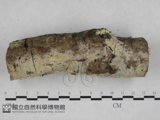 登錄號:F0025095藏品圖，第4張