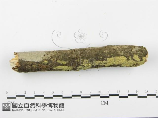 登錄號:F0015095藏品圖，第4張
