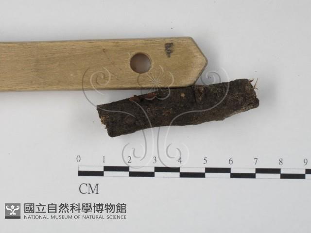 Accession Number:F0016395 Collection Image, Figure 4, Total 4 Figures