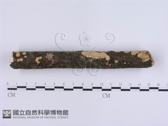 登錄號:F0001395藏品圖，第4張