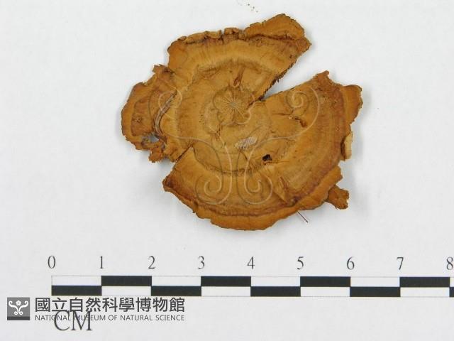 登錄號:F0011395藏品圖，第4張