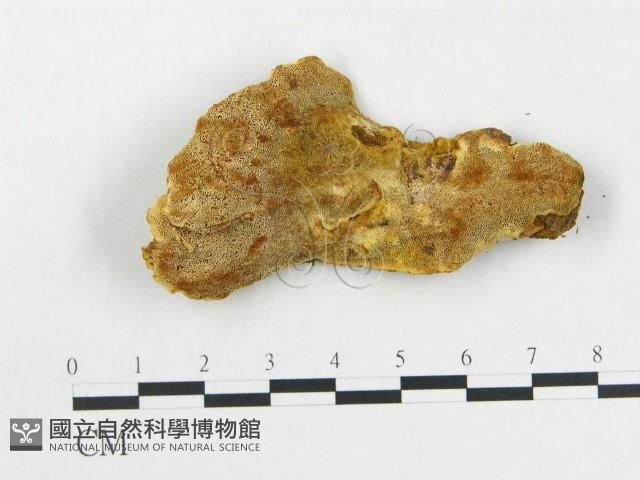 登錄號:F0006285藏品圖，第4張