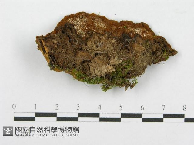 登錄號:F0017285藏品圖，第4張