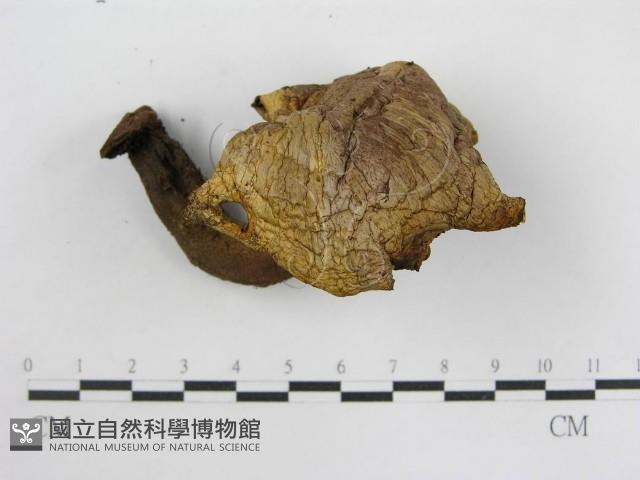 登錄號:F0015885藏品圖，第4張
