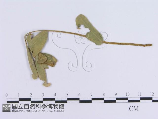 登錄號:F0018985藏品圖，第4張