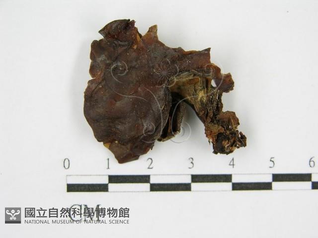 登錄號:F0000985藏品圖，第4張