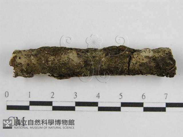 登錄號:F0011985藏品圖，第4張