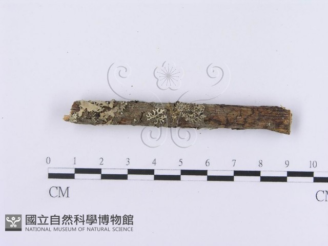 登錄號:F0002985藏品圖，第4張