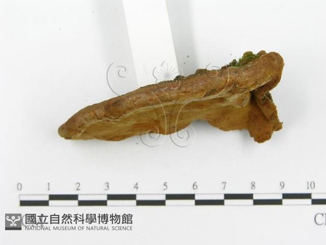 登錄號:F0014685藏品圖，第4張