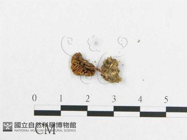 登錄號:F0012685藏品圖，第4張