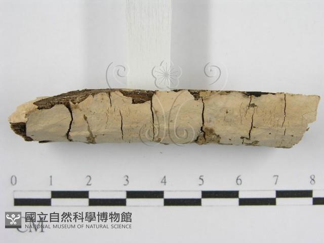 登錄號:F0010485藏品圖，第4張