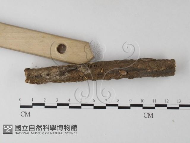 登錄號:F0025485藏品圖，第4張