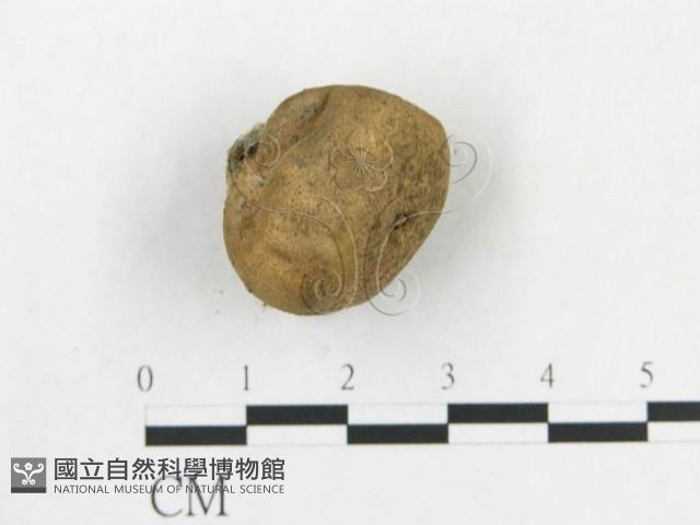 登錄號:F0005485藏品圖，第4張