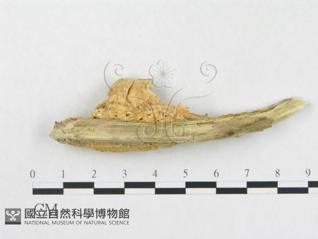 登錄號:F0015485藏品圖，第4張