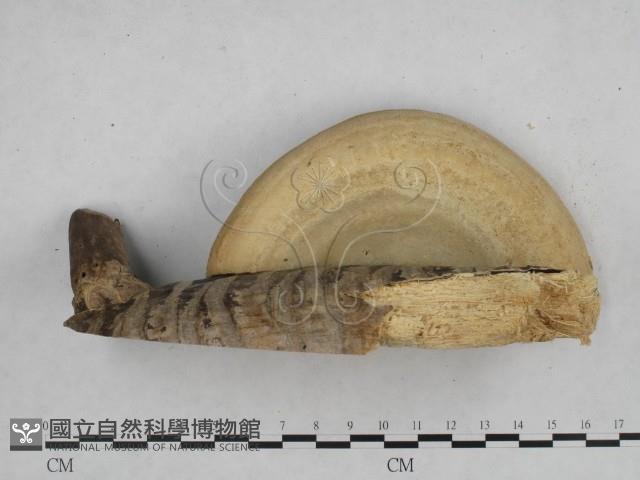 登錄號:F0008785藏品圖，第4張