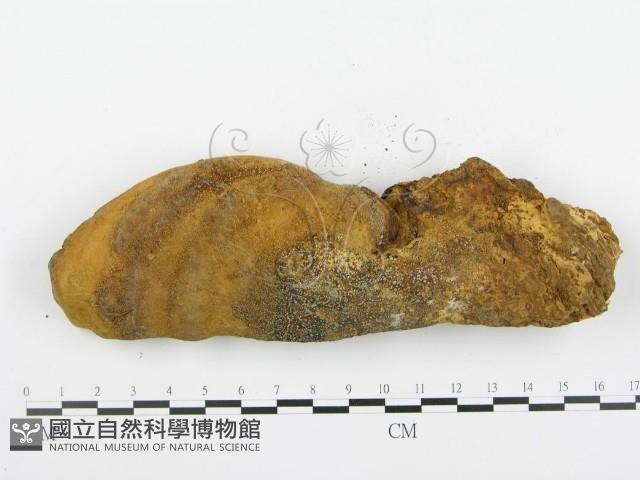 登錄號:F0018785藏品圖，第4張